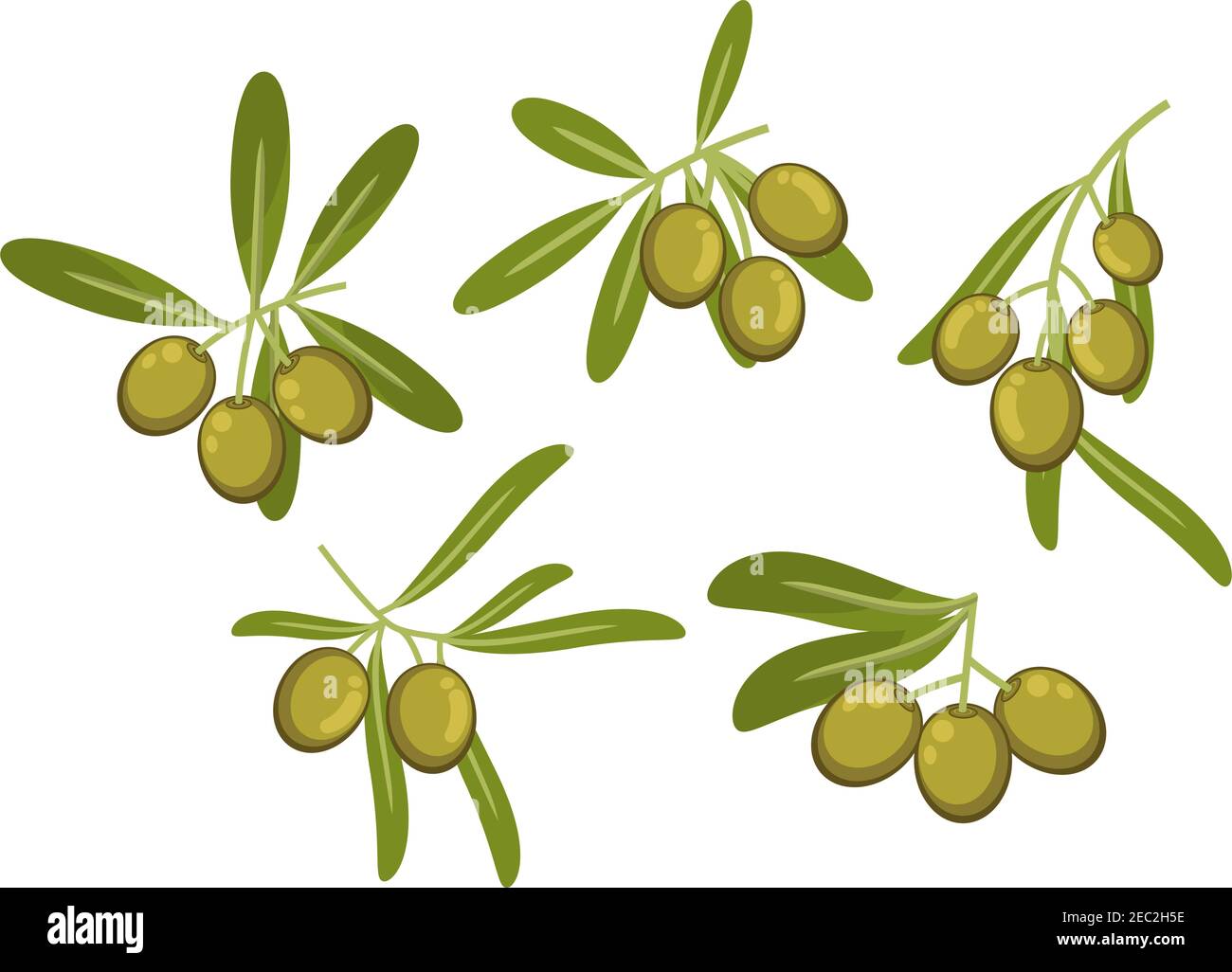 Olives vertes italiennes fraîches icônes de branches d'oliviers avec feuilles vertes et fruits mûrs. Peut être utilisé comme emballage d'huile d'olive ou végétarien sain FO Illustration de Vecteur