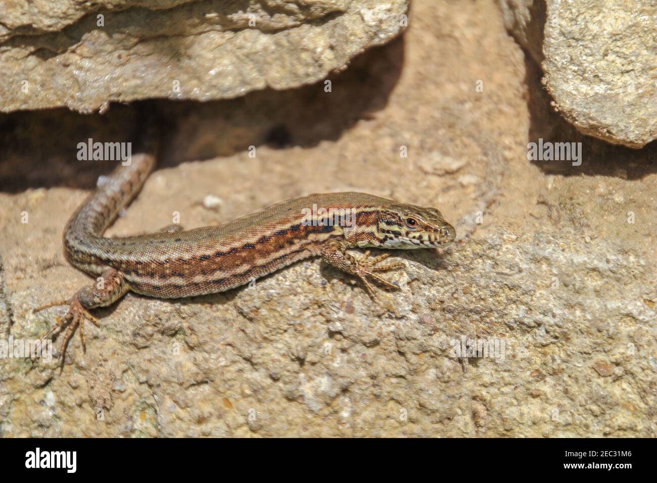 Queue De Lezard Drole Banque D Image Et Photos Alamy