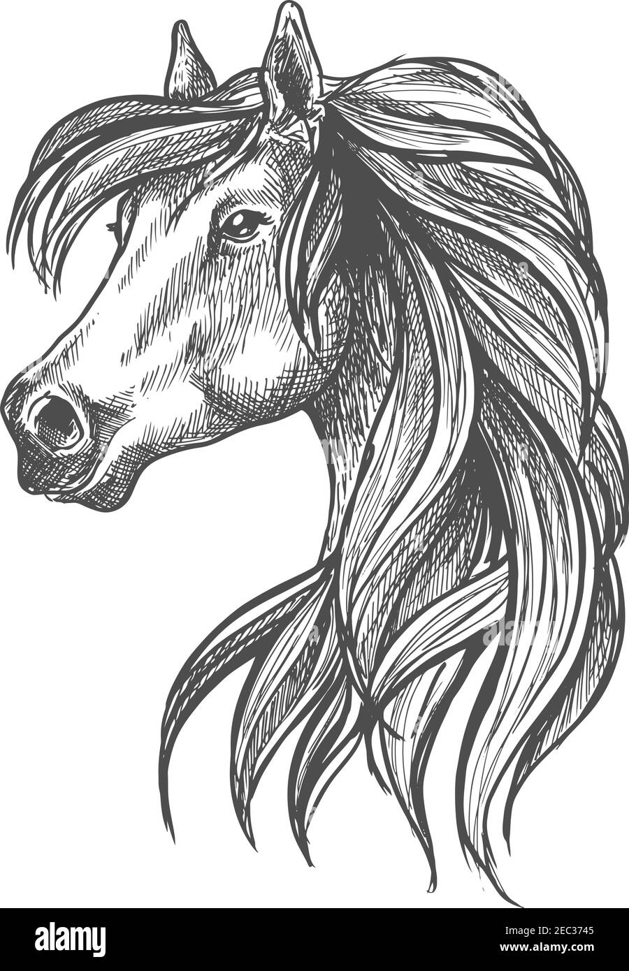 Portrait de profil esquissé de cheval de race andalouse, avec tête de belle jument adulte. Peut être utilisé comme spectacle de saut ou de dressage de chevaux Illustration de Vecteur