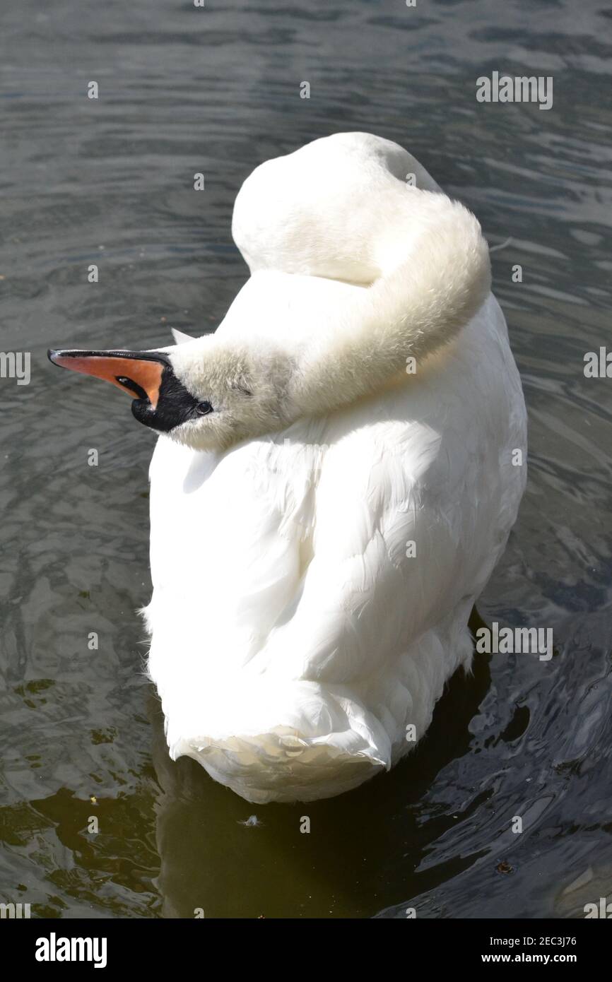 White Swan profitant du soleil d'hiver - Cygnus Olor - Bent Neck - White Bird - Yorkshire - Royaume-Uni Banque D'Images