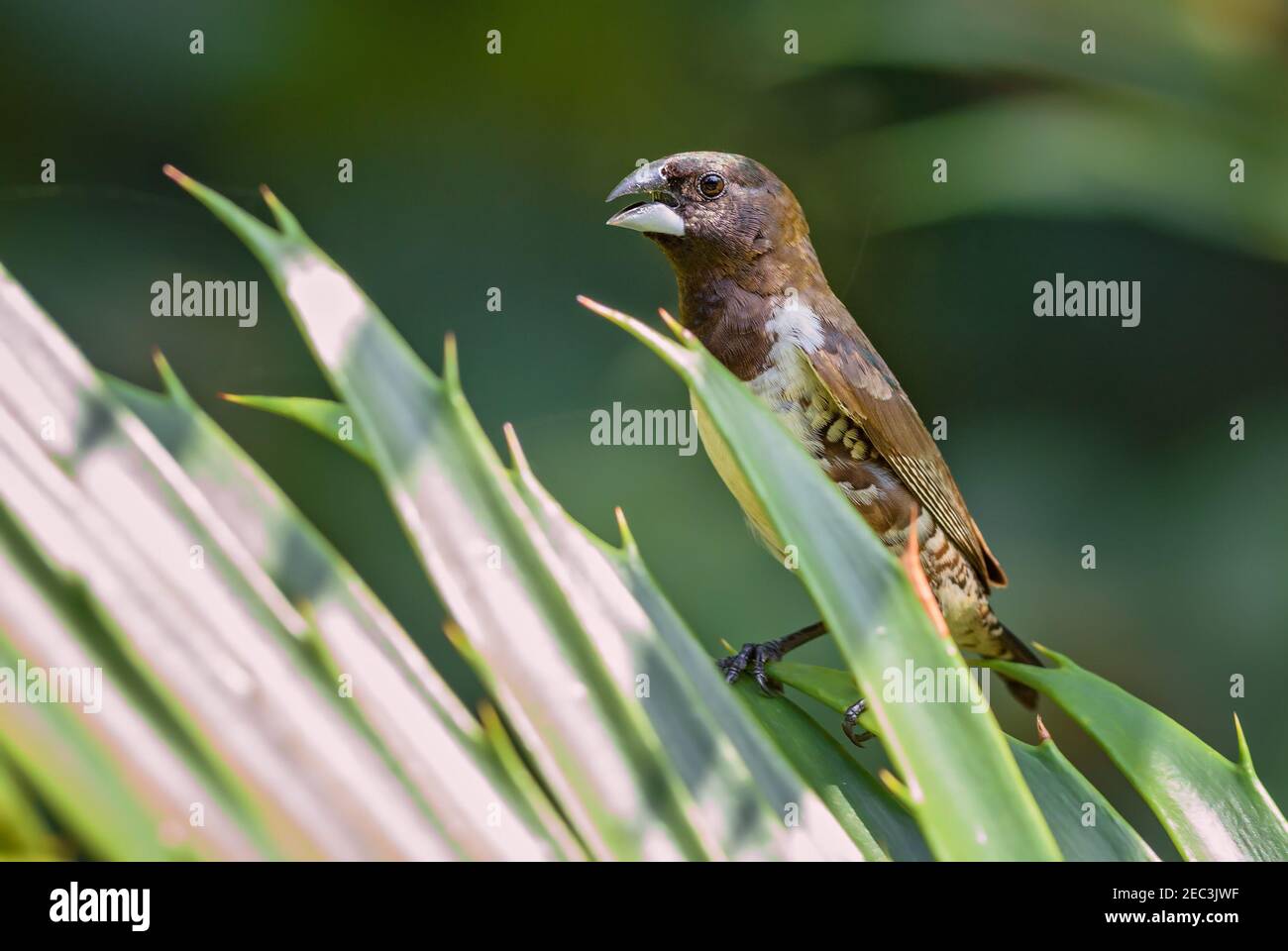 Bronze Munia - Lonchura cucullata, beau petit oiseau perching des jardins africains et des buissons, Zanzibar, Tanzanie. Banque D'Images