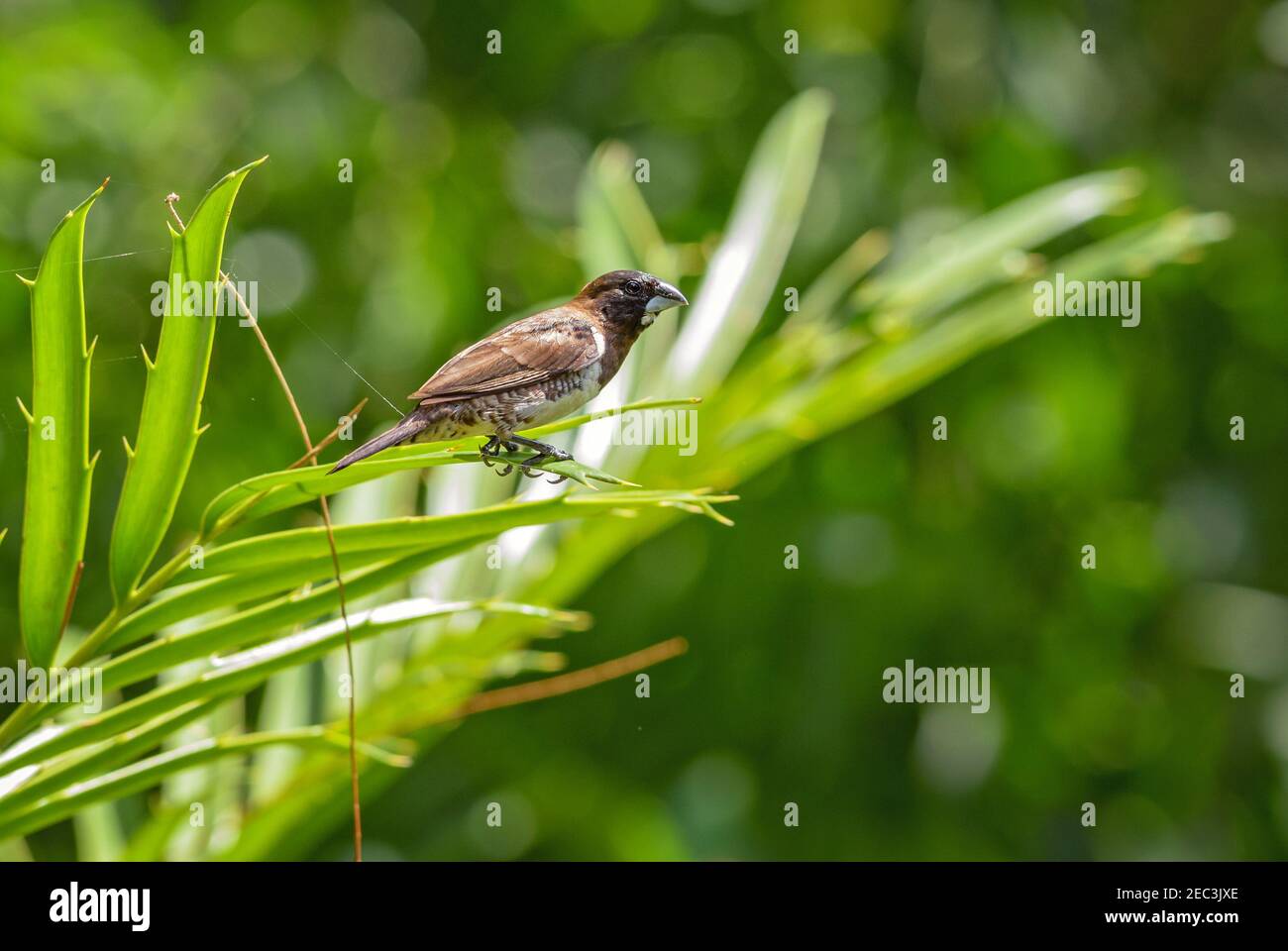 Bronze Munia - Lonchura cucullata, beau petit oiseau perching des jardins africains et des buissons, Zanzibar, Tanzanie. Banque D'Images