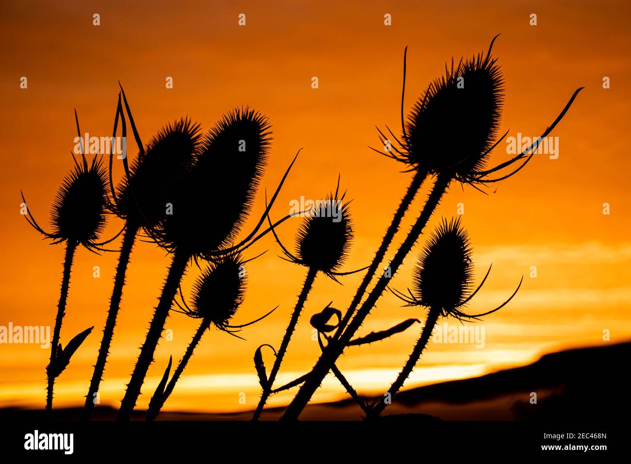 Silhouette de bouton de fleur avec un arrière-plan d'un lever de soleil spectaculaire Banque D'Images