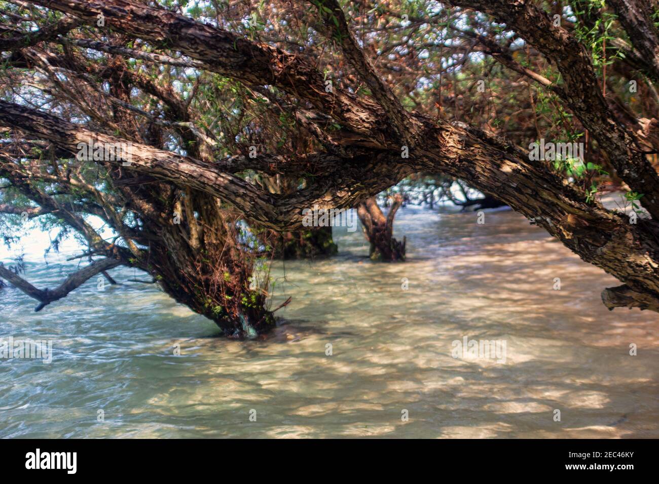 Vestiges d'arbres épaissis sur le site de la forêt de mangroves. Thaïlande Banque D'Images
