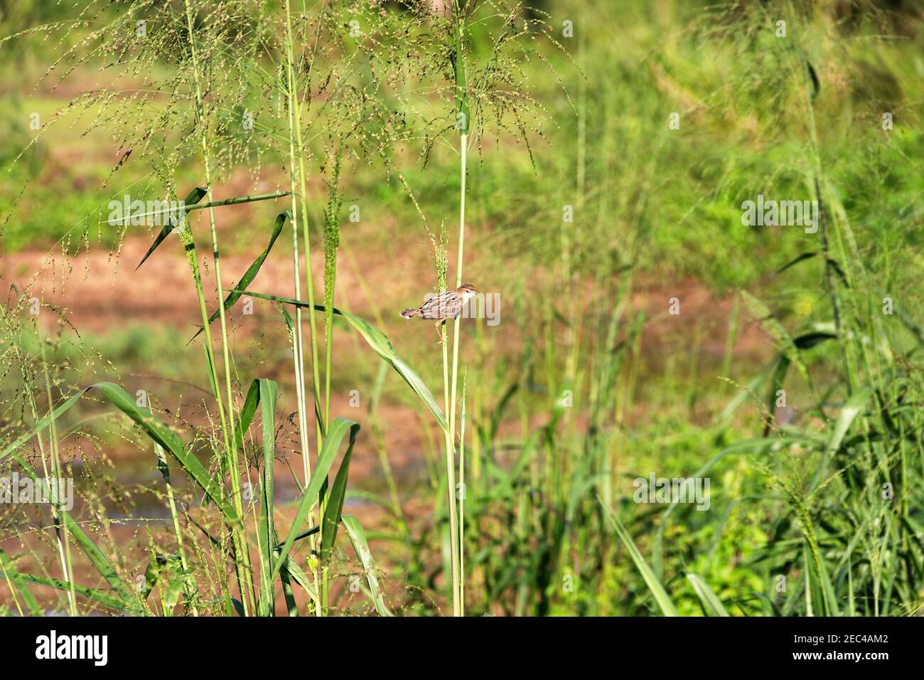 Paruline Ã queue grise (Cisticola juncidis omalurus) sous-espèce endémique dans les prairies Ã herbes. Sri Lamka Banque D'Images