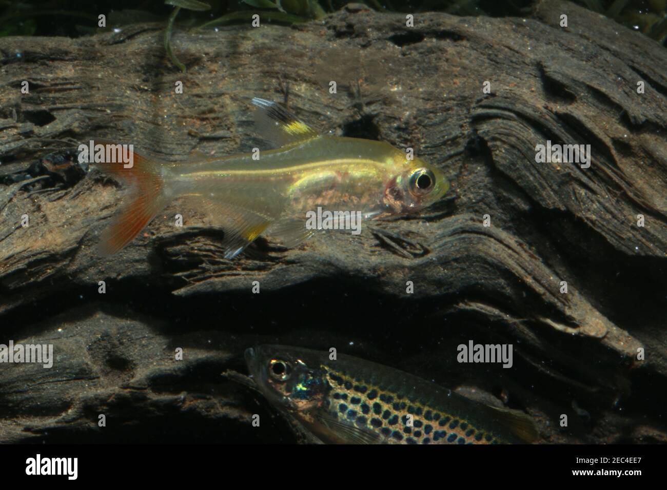 Pristella Tetra, Pristella maxillaris, Banque D'Images