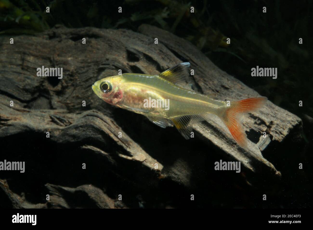 Pristella Tetra, Pristella maxillaris, Banque D'Images