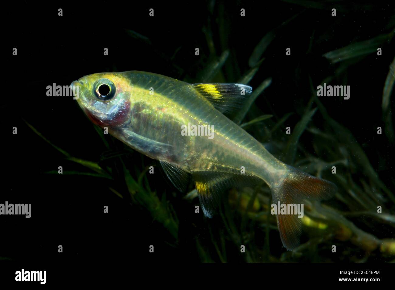 Pristella Tetra, Pristella maxillaris, Banque D'Images