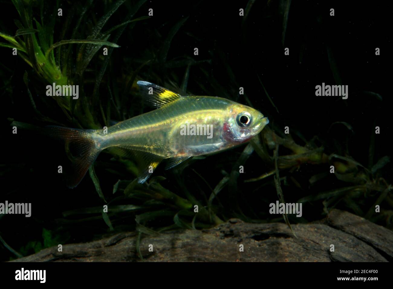 Pristella Tetra, Pristella maxillaris, Banque D'Images