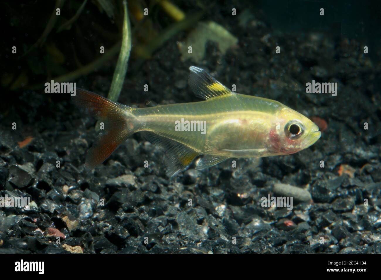 Pristella Tetra, Pristella maxillaris, Banque D'Images