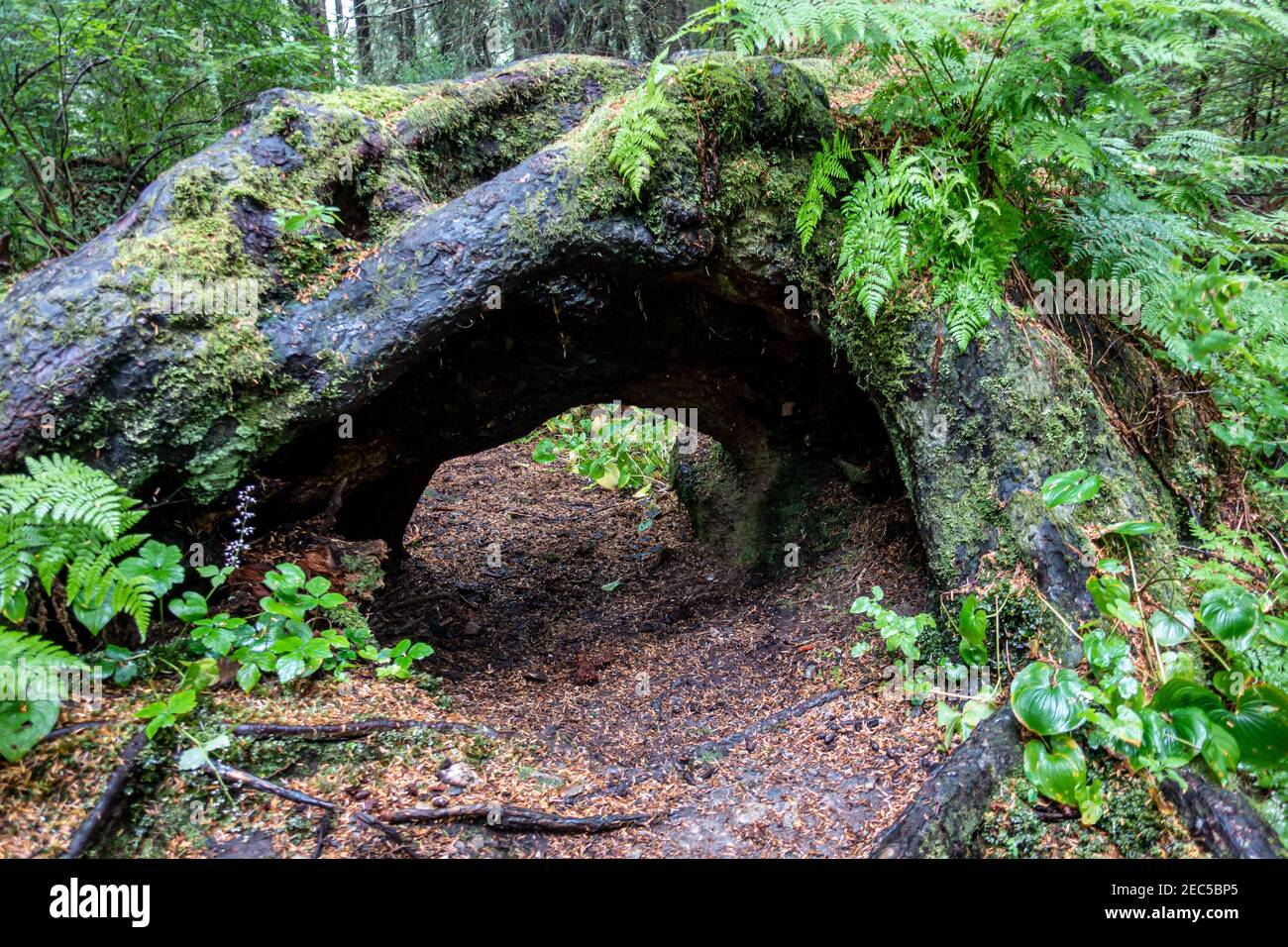 Parc historique national de Sitka à Sitka, Alaska Banque D'Images