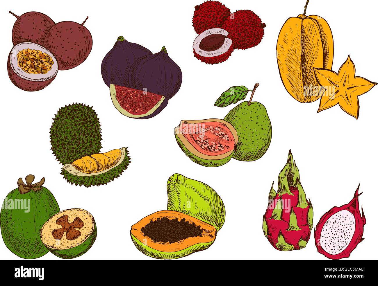 Papaye tropicale, fruits étoiles, féijoa, fruit dragon, goyave, fruit de la passion, litchi, figues et dessins de fruits duriens. Fruits exotiques frais pour un menu cocktail Illustration de Vecteur