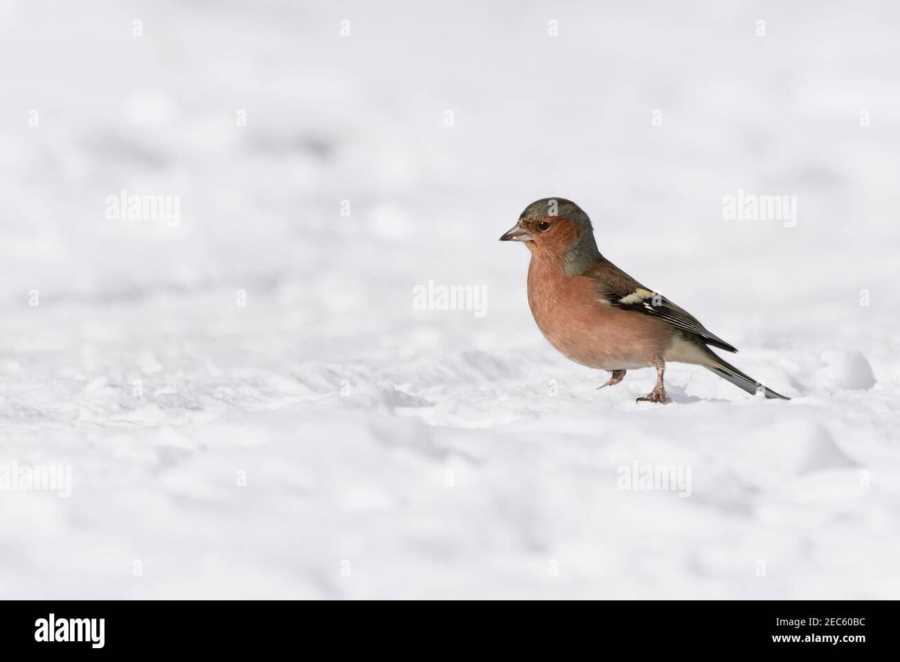 Chaffinch (Fringilla coelebs) oiseau debout dans la neige en hiver. Banque D'Images