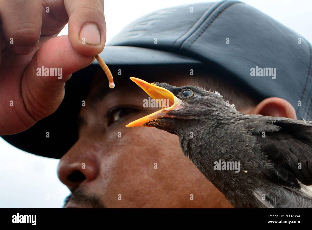 Bogor, Indonésie. 13 février 2021. Un amoureux des oiseaux nourrit un oiseau à Bogor, à Java-Ouest, en Indonésie, le 13 février 2021. Credit: Elvis Sendouw/Xinhua/Alamy Live News Banque D'Images