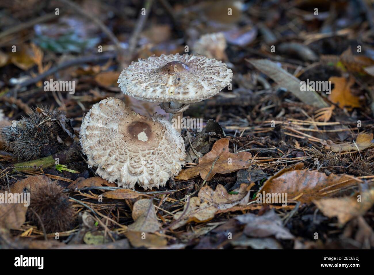 Gros plan sur les champignons parasol / Macrolepiota procera en automne sur le plancher boisé de l'arboretum Westonbirt, Gloucestershire, Angleterre, Royaume-Uni Banque D'Images