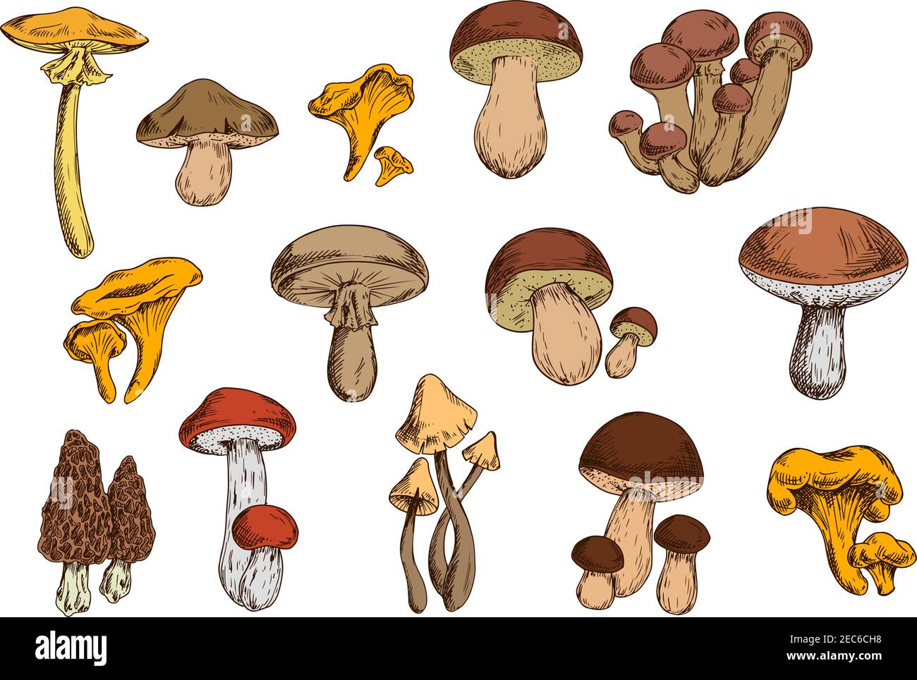 Ensemble de champignons vecteur avec lactarius comestible, boletus, chanterelle, morel, champignon du miel et agaric toxique, tabouret. Icônes isolées d'aliments biologiques Illustration de Vecteur