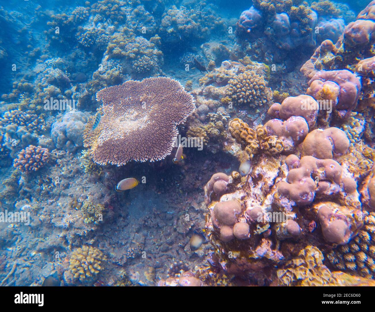 Rose corail gros plan sous l'eau photo. Photo sous-marine tropicale de bord de mer. Écosystème de corail avec animaux marins et plantes. Île exotique mer snorkeling Banque D'Images