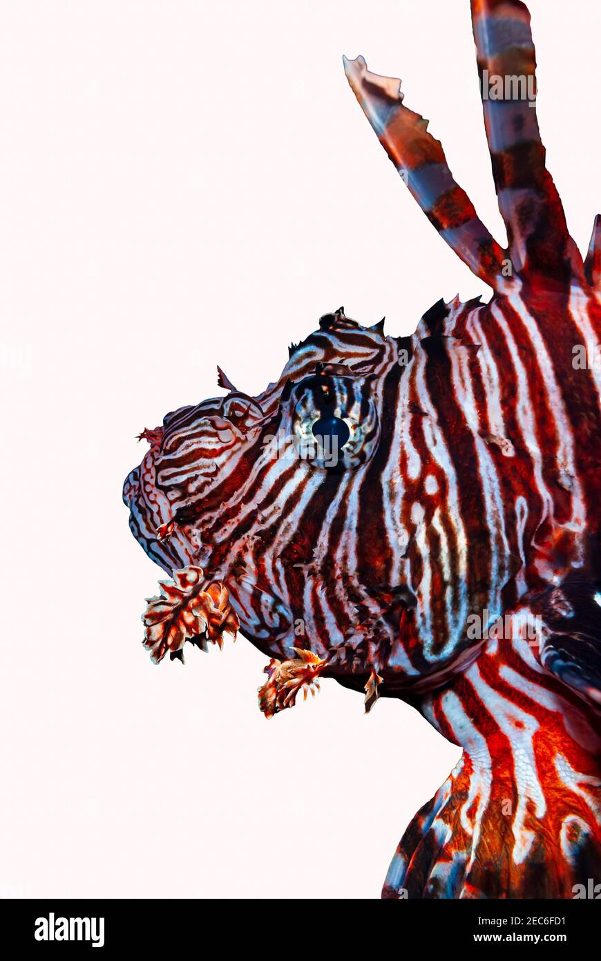Portrait d'un poisson de lion des îles Caïmans istait contre un blanc arrière-plan Banque D'Images
