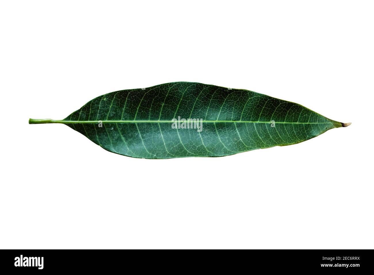 Cliché vertical d'une feuille verte isolée sur fond blanc Banque D'Images