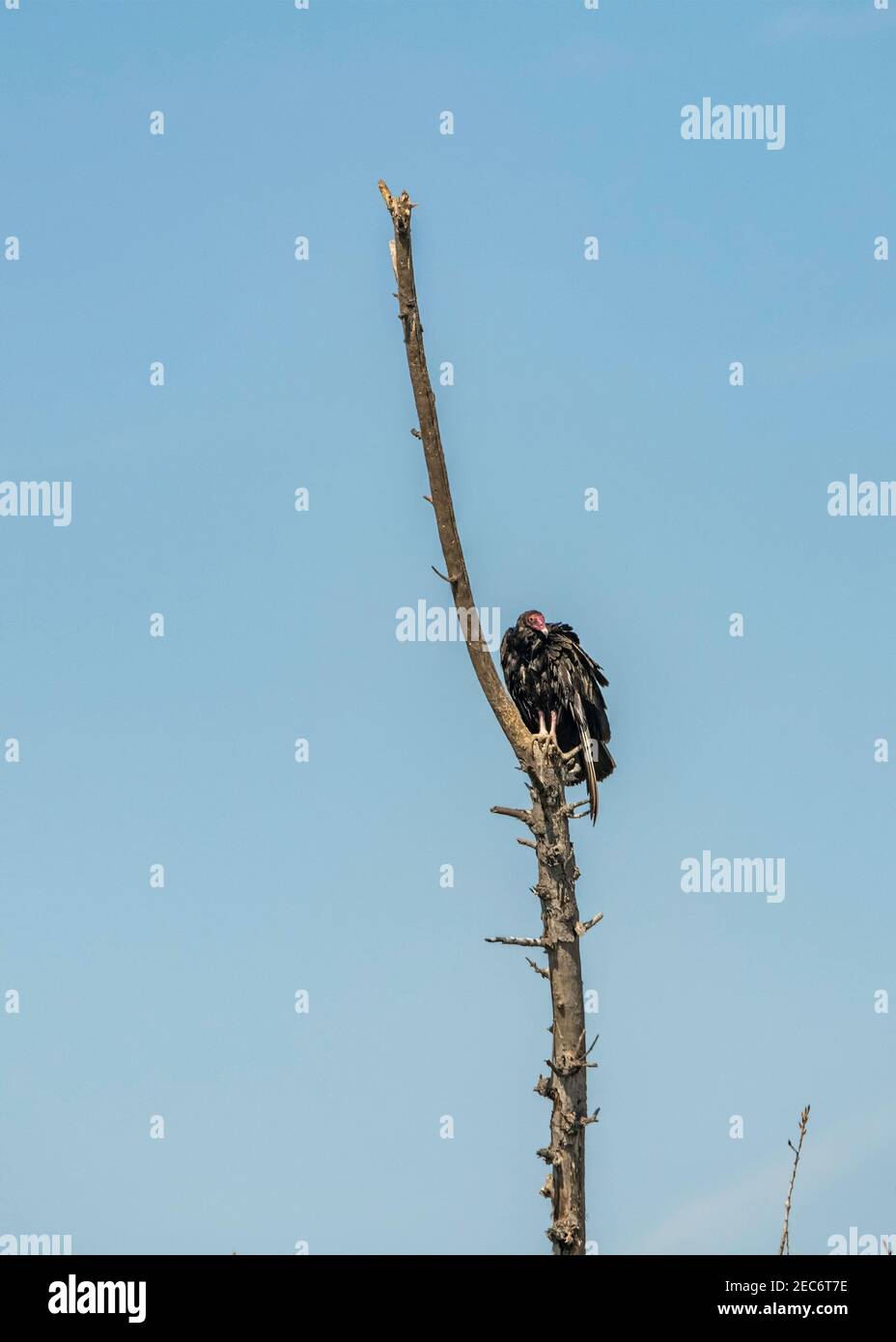 Turkey Vulture (Cathartes aura) perches dans un arbre de la réserve naturelle du bassin de Sepulveda, Los Angeles, CA. Banque D'Images