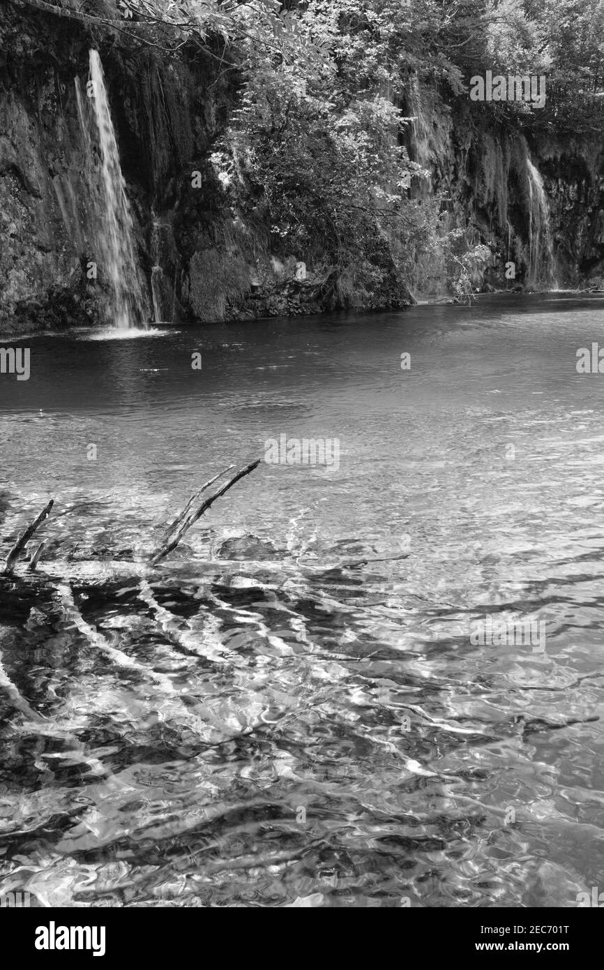 Niveaux de gris. Vue d'été de belles petites cascades et tronc d'arbre sec au fond du lac (Parc national des lacs de Plitvice, Croatie). Banque D'Images