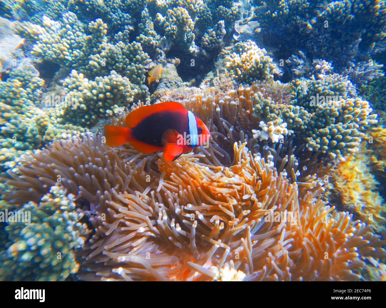Poisson rouge clown en actinia gros plan photo. Poisson-clownfish dans le récif de corail. Photo sous-marine avec poissons de corail tropicaux. Scène de fond marin avec des animaux marins. D Banque D'Images