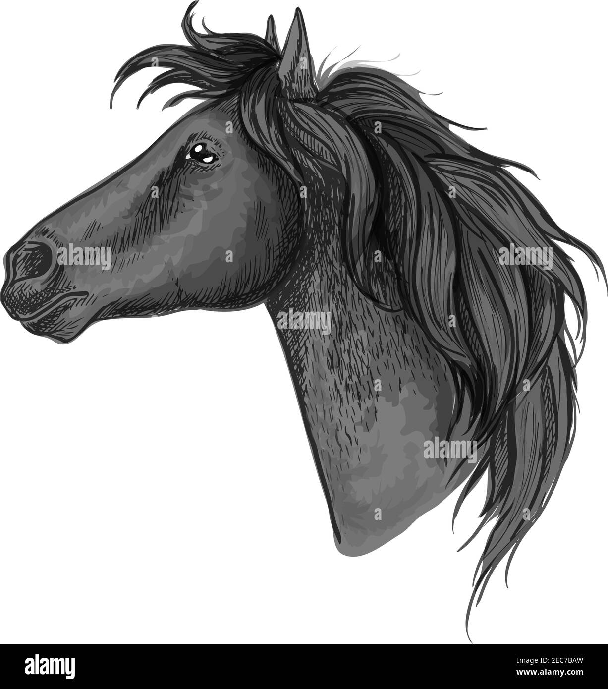 Portrait de profil de l'étalon de cheval fier noir. Tête et cou Mustang, forme ondulée et aspect droit Illustration de Vecteur