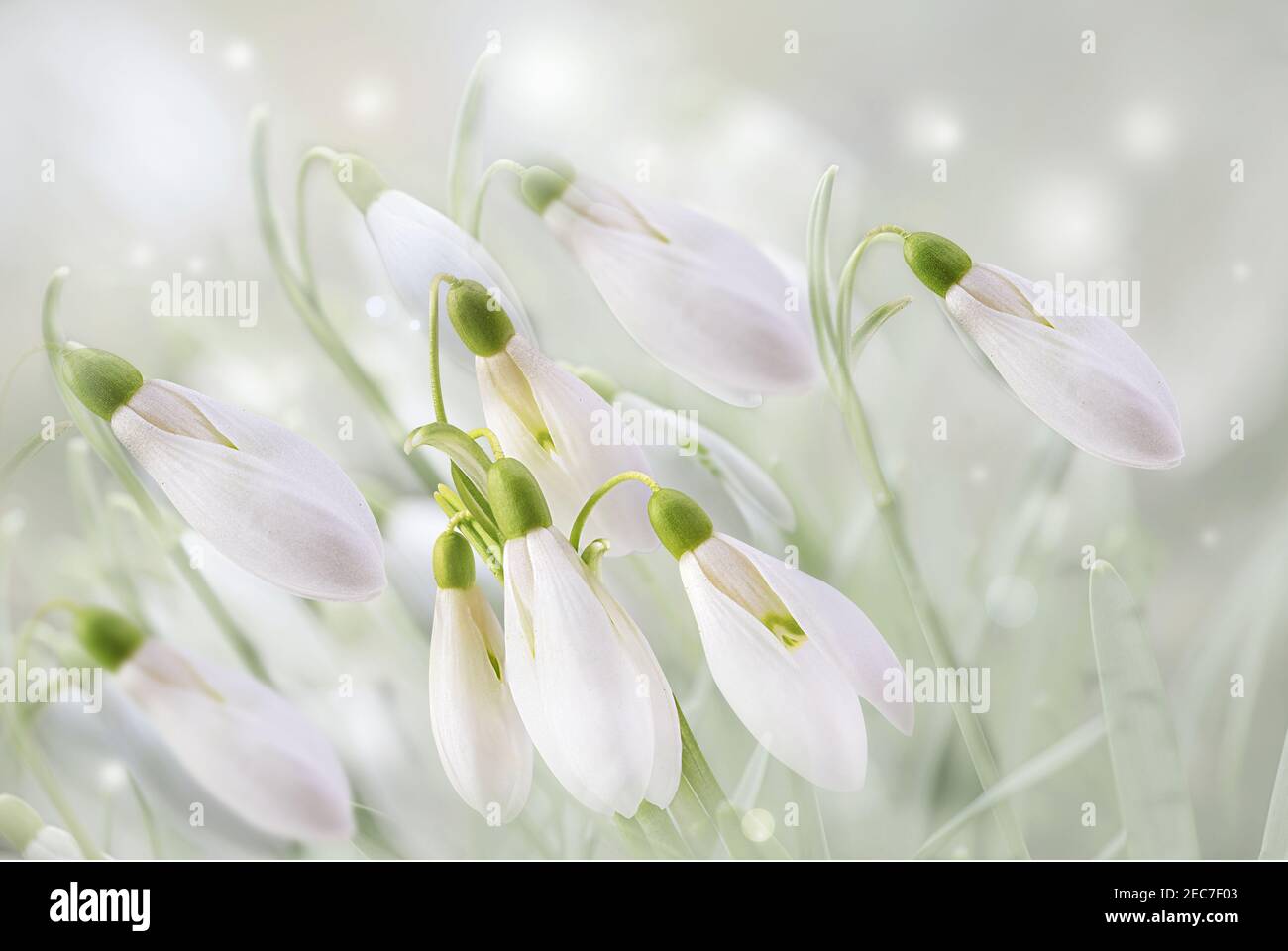 Les fleurs des chutes de neige du premier printemps sortent de la neige. Banque D'Images