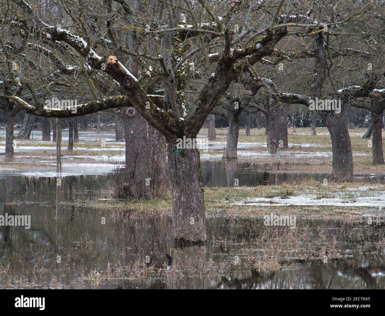 En raison de l'effet du téléobjectif, les arbres de vergers du Vieux Rhin qui sont en haute eau et partiellement congelés sont attirés ensemble Banque D'Images