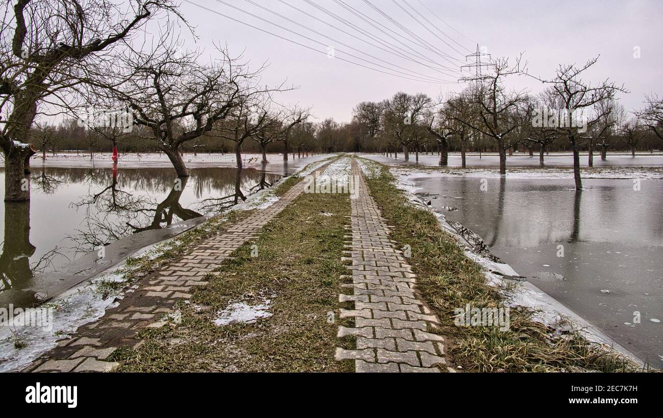 Un barrage traverse les vergers inondés du vieux Rhin, qui sont ensuite gelés en hiver Banque D'Images