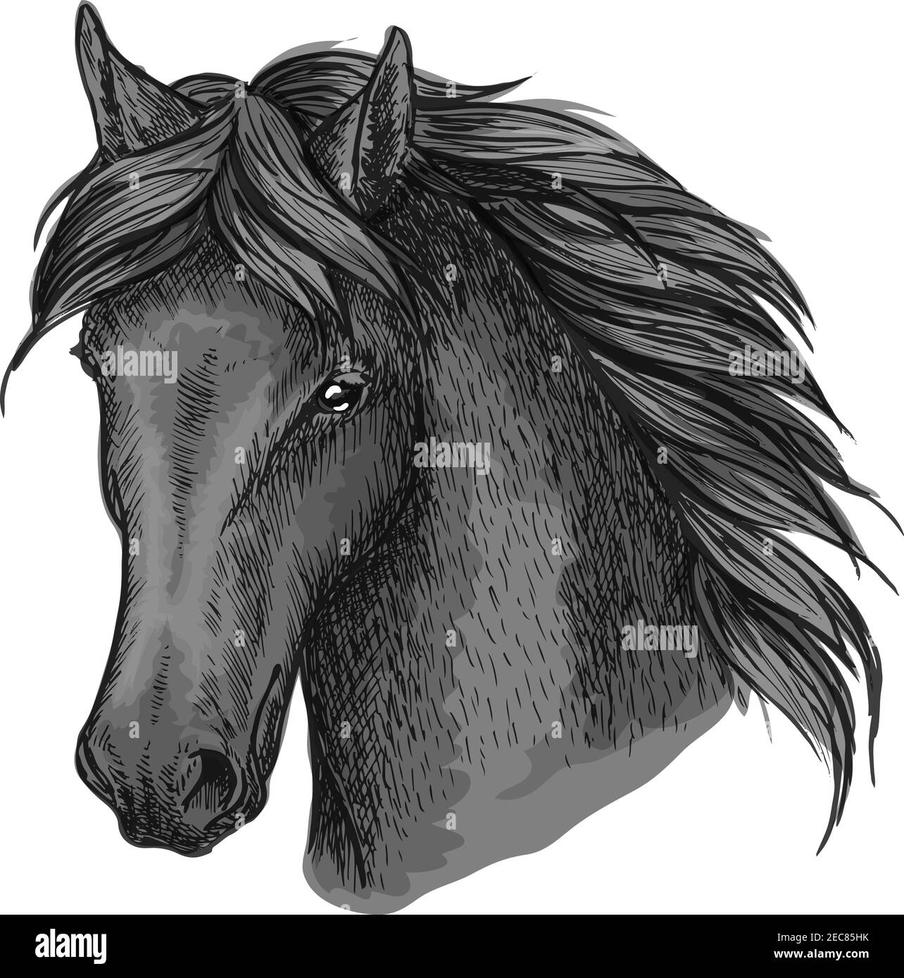 Portrait de cheval noir. Stallion de Mustang avec un look calme, une manie ondulée et des yeux gentils. Pour un usage sportif équesrien Illustration de Vecteur