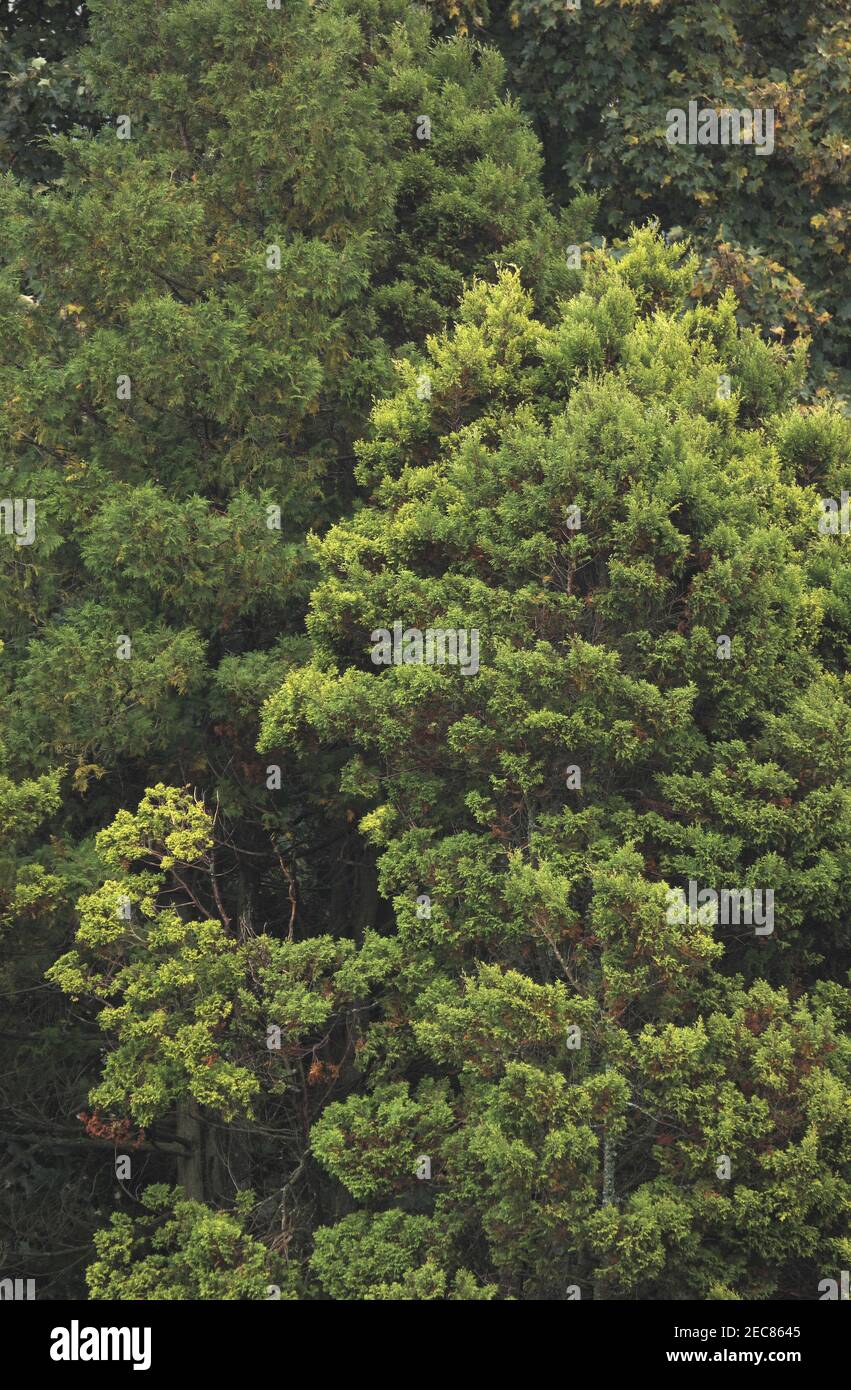 Homme vert vu dans un arbre, Northumberland, Angleterre, Royaume-Uni Banque D'Images