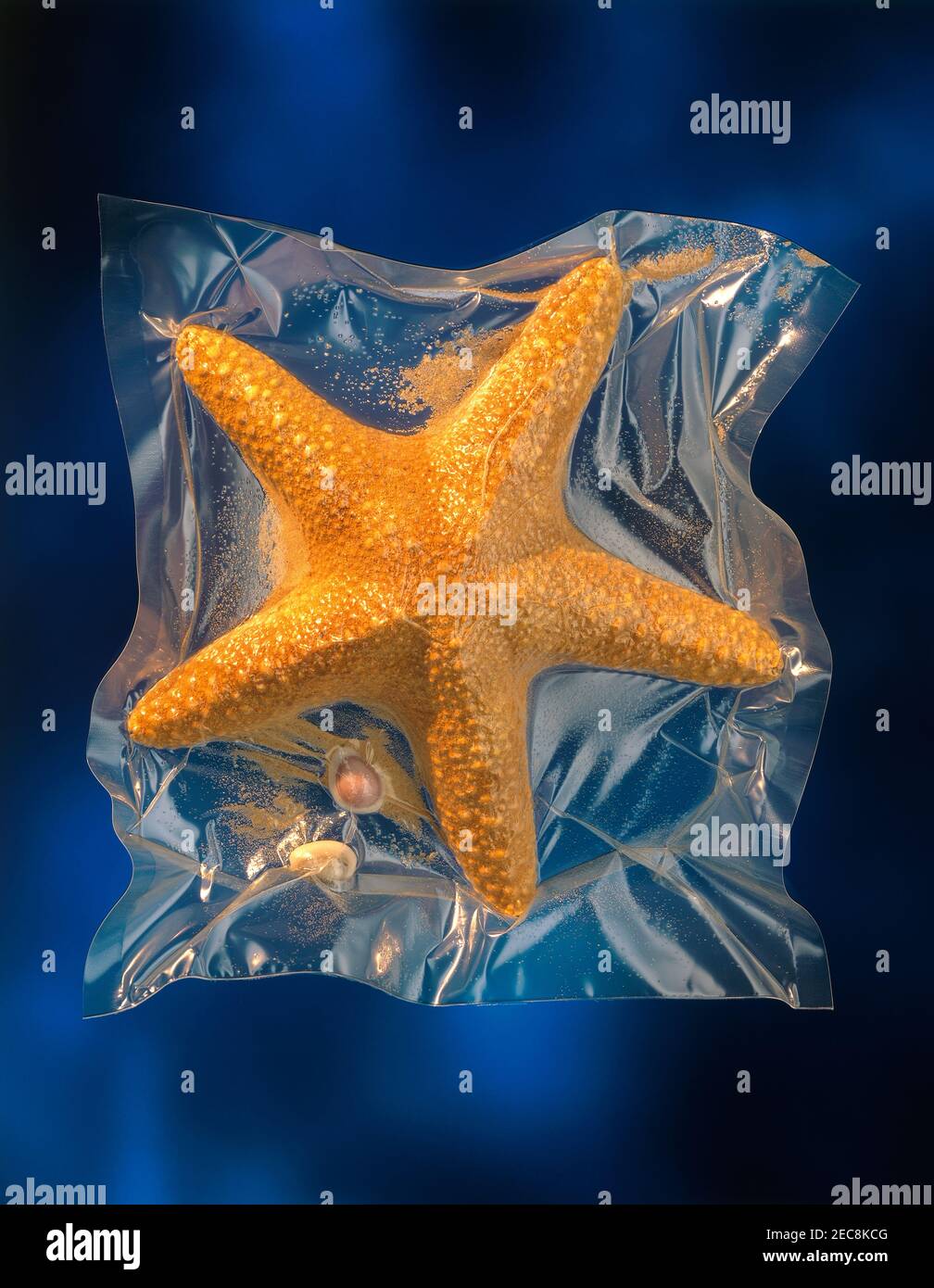 étoiles de mer emballées sous vide conservées Banque D'Images