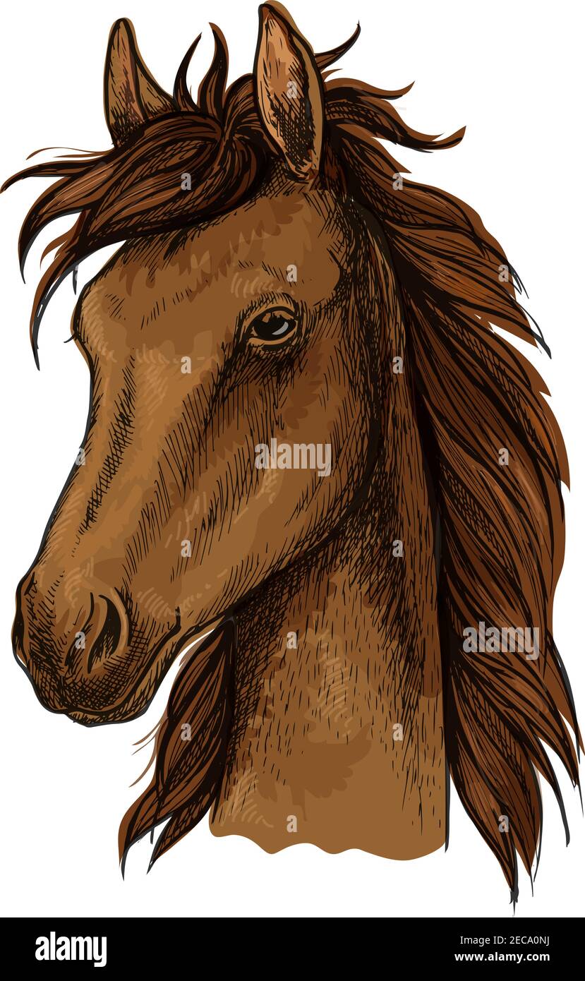 Marron fier cheval portrait artistique. Stallion mustang brun avec des lamanes ondulées, aspect calme, yeux noirs Illustration de Vecteur