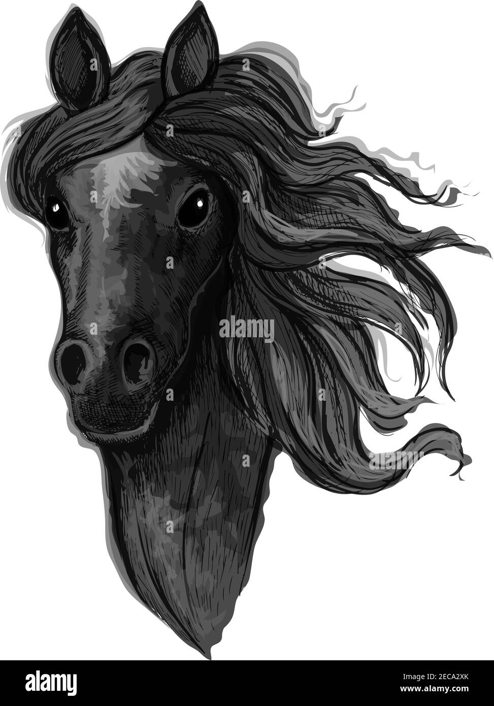 Portrait mustang noir noble corbeau. Étalon de cheval avec des brins de manie ondulés regardant droit vers l'avant Illustration de Vecteur