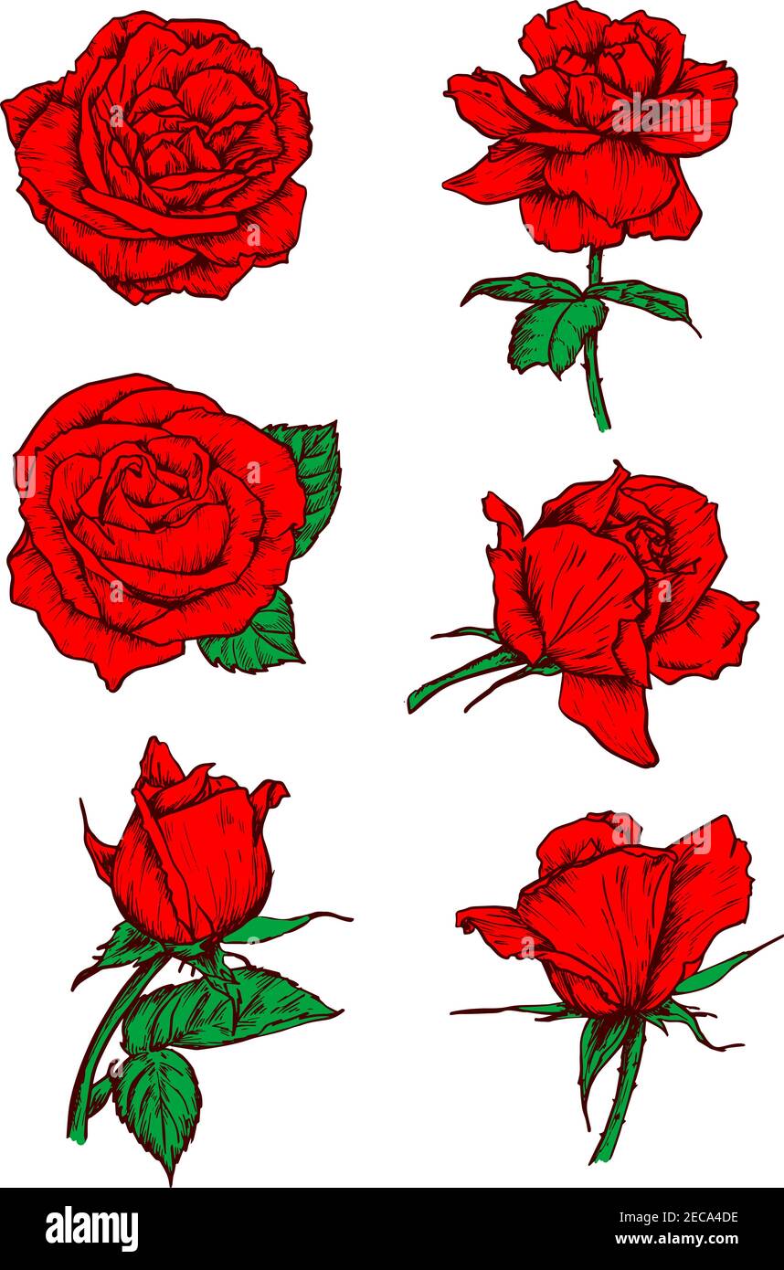 Roses rouges bourgeons icônes. Vecteur esquisser des éléments botaniques avec la tige et les feuilles. Fleurs de rose écarlate emblèmes pour tatouage, icône, décoration Illustration de Vecteur