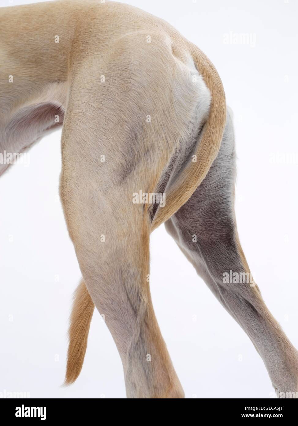 Les pattes arrière et la queue du chien Lurcher. Race croisée Greyhound Saluki Banque D'Images