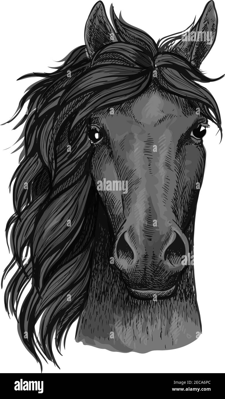 Portrait artistique complet de cheval. Stallion Mustang avec la manie regardant droit vers l'avant Illustration de Vecteur