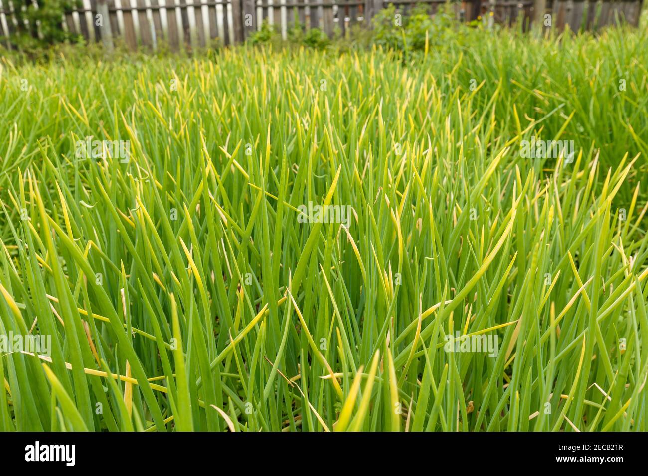 Oignons verts dans le jardin. Plumes d'oignon jaunées après la sécheresse. Banque D'Images