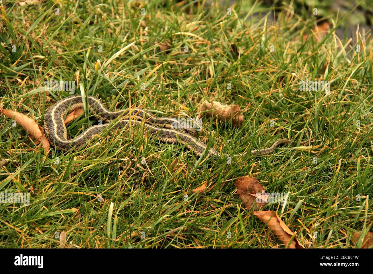 Virginie, États-Unis. Un serpent de Gartnerserpent de l'est avec de la nourriture dans son ventre. Banque D'Images