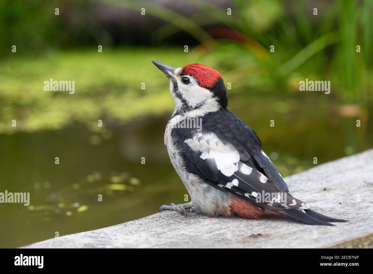 Petit pic à pois [ Dendrocopos Major ] sur bois bord de bassin Banque D'Images