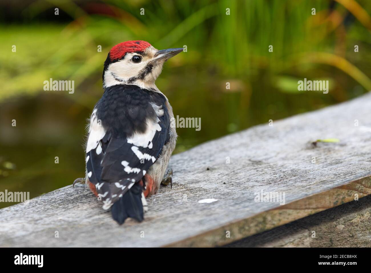 Petit pic à pois [ Dendrocopos Major ] sur bois bord de bassin Banque D'Images