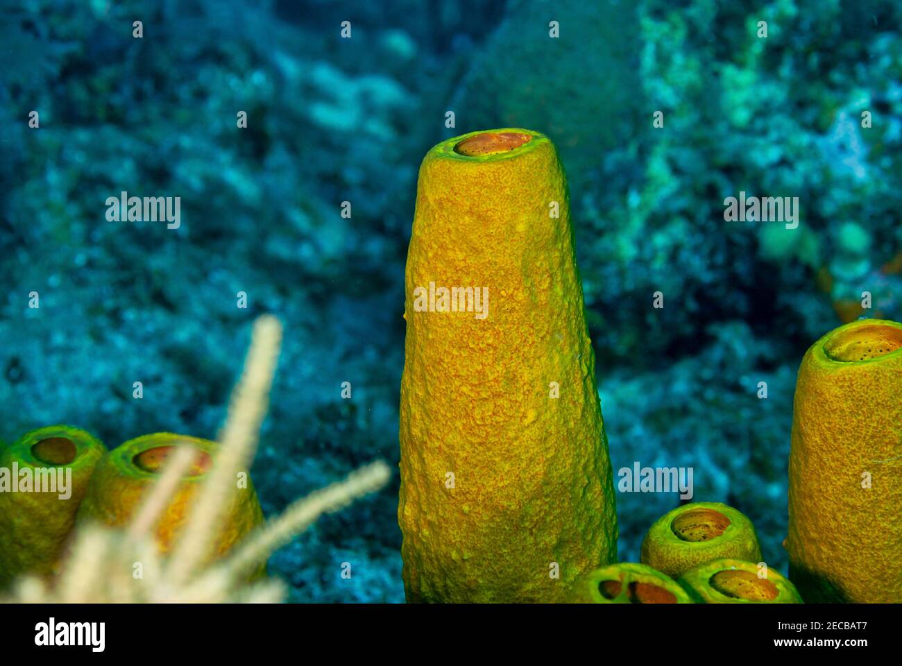 Éponge tube jaune colorée dans la mer des caraïbes Banque D'Images
