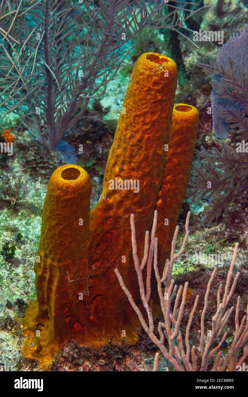 Éponges à tube orange colorées dans la mer des caraïbes Banque D'Images