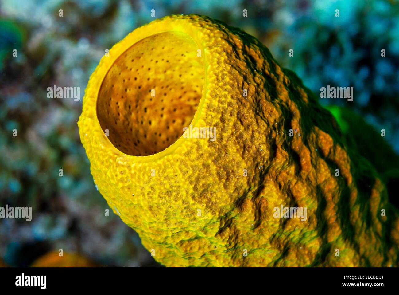 Éponge tube jaune colorée dans la mer des caraïbes Banque D'Images