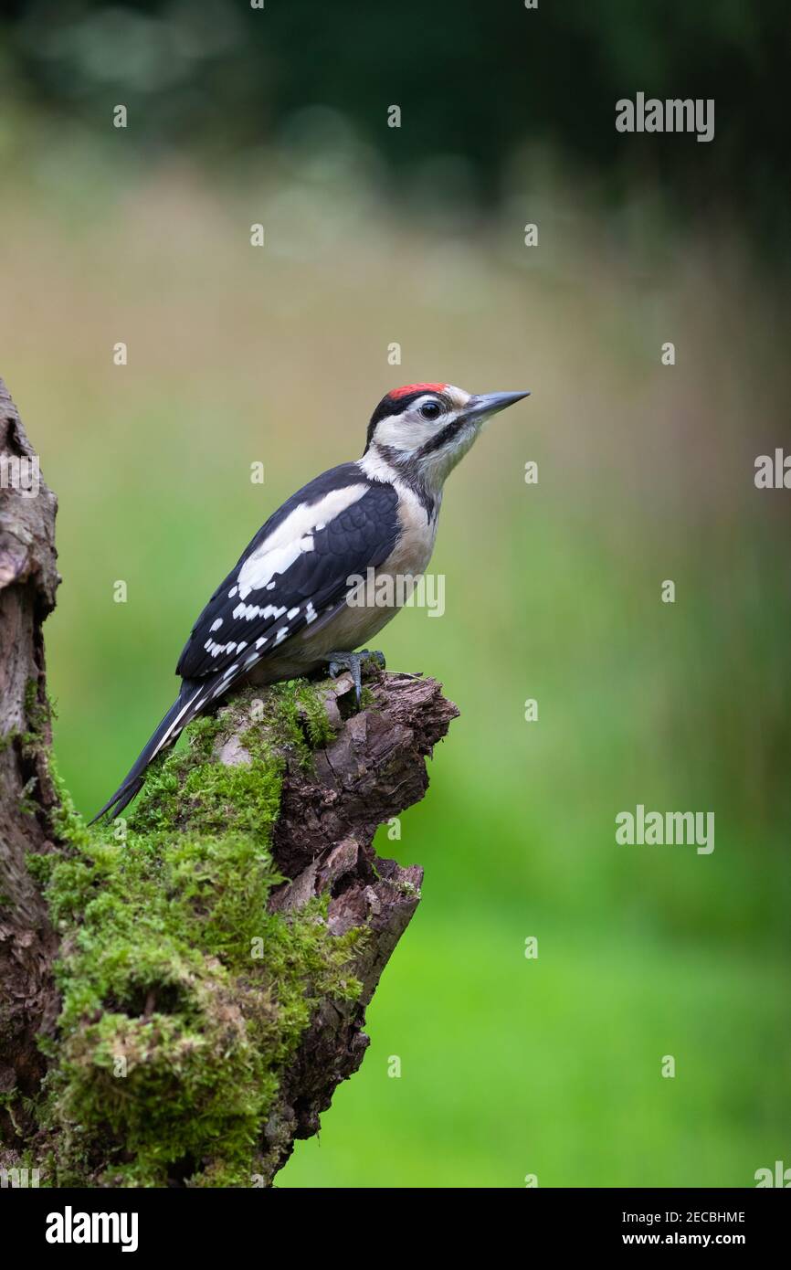 Petit pic tacheté juvénile [ Dendrocopos Major ] sur la mousse Publication avec arrière-plan flou montrant certains points forts de bokeh Banque D'Images