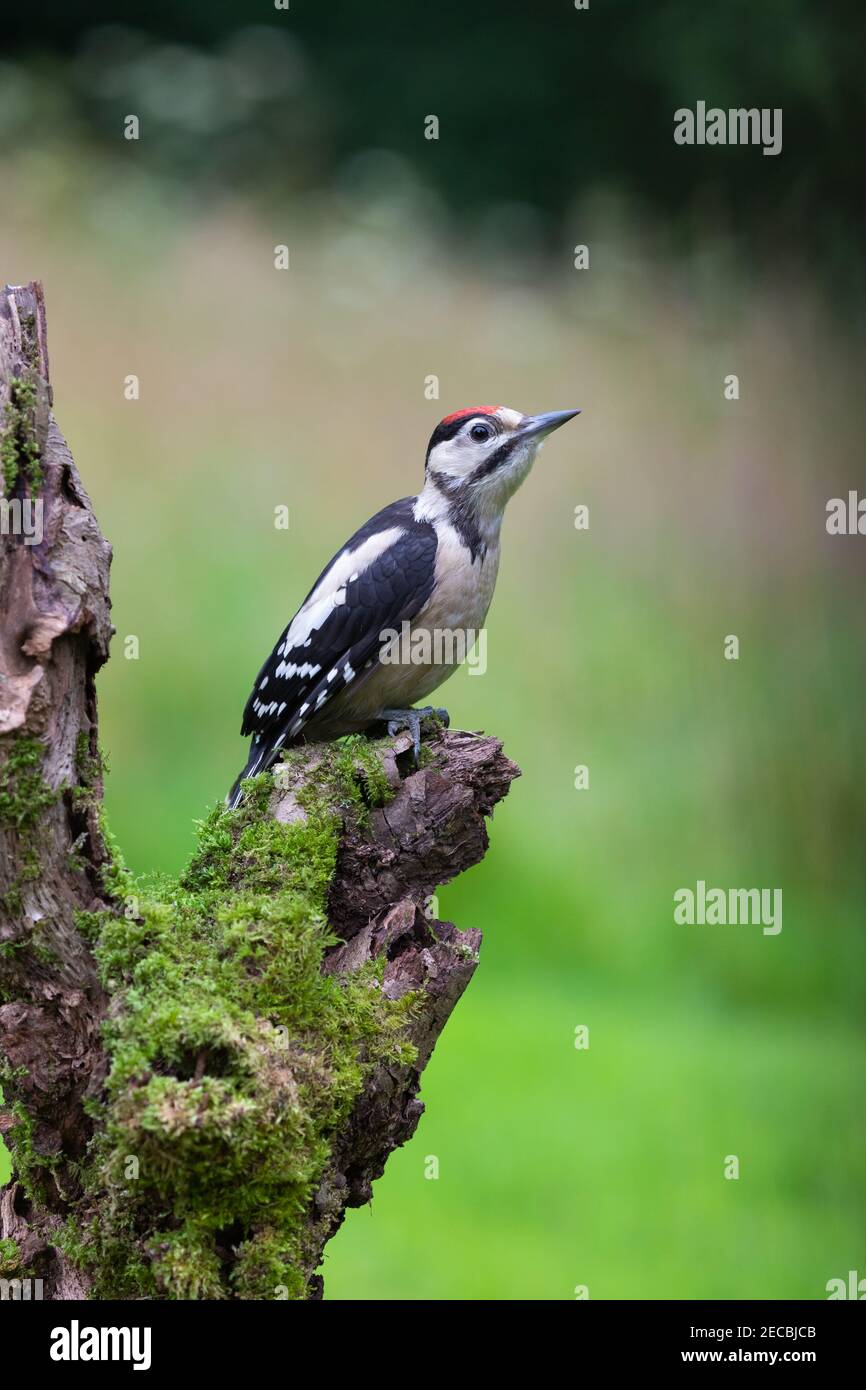 Petit pic tacheté juvénile [ Dendrocopos Major ] sur la mousse Publication avec arrière-plan flou montrant certains points forts de bokeh Banque D'Images