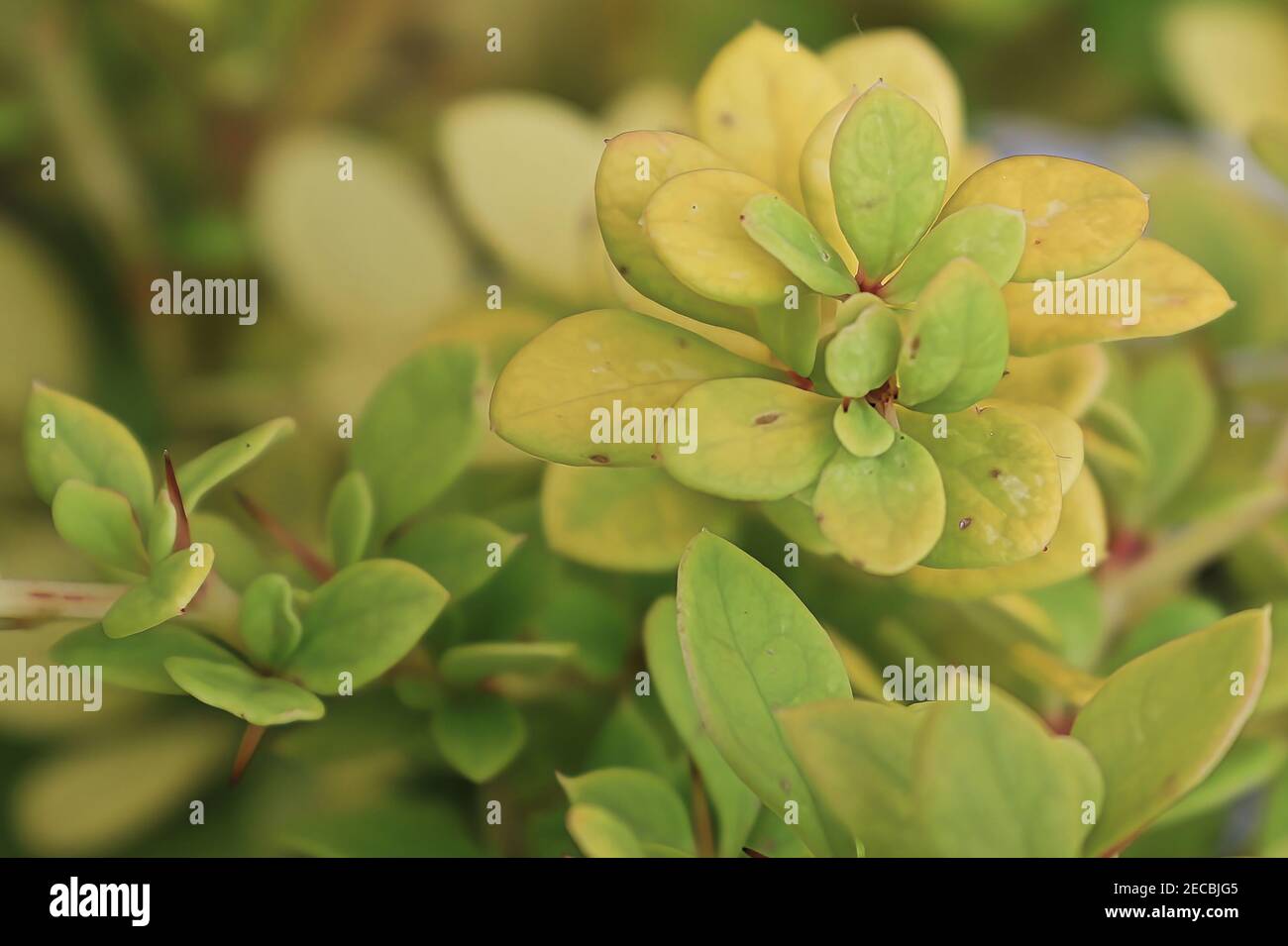 Macro de coloration des feuilles de chantage sur un arbuste de barberry Banque D'Images