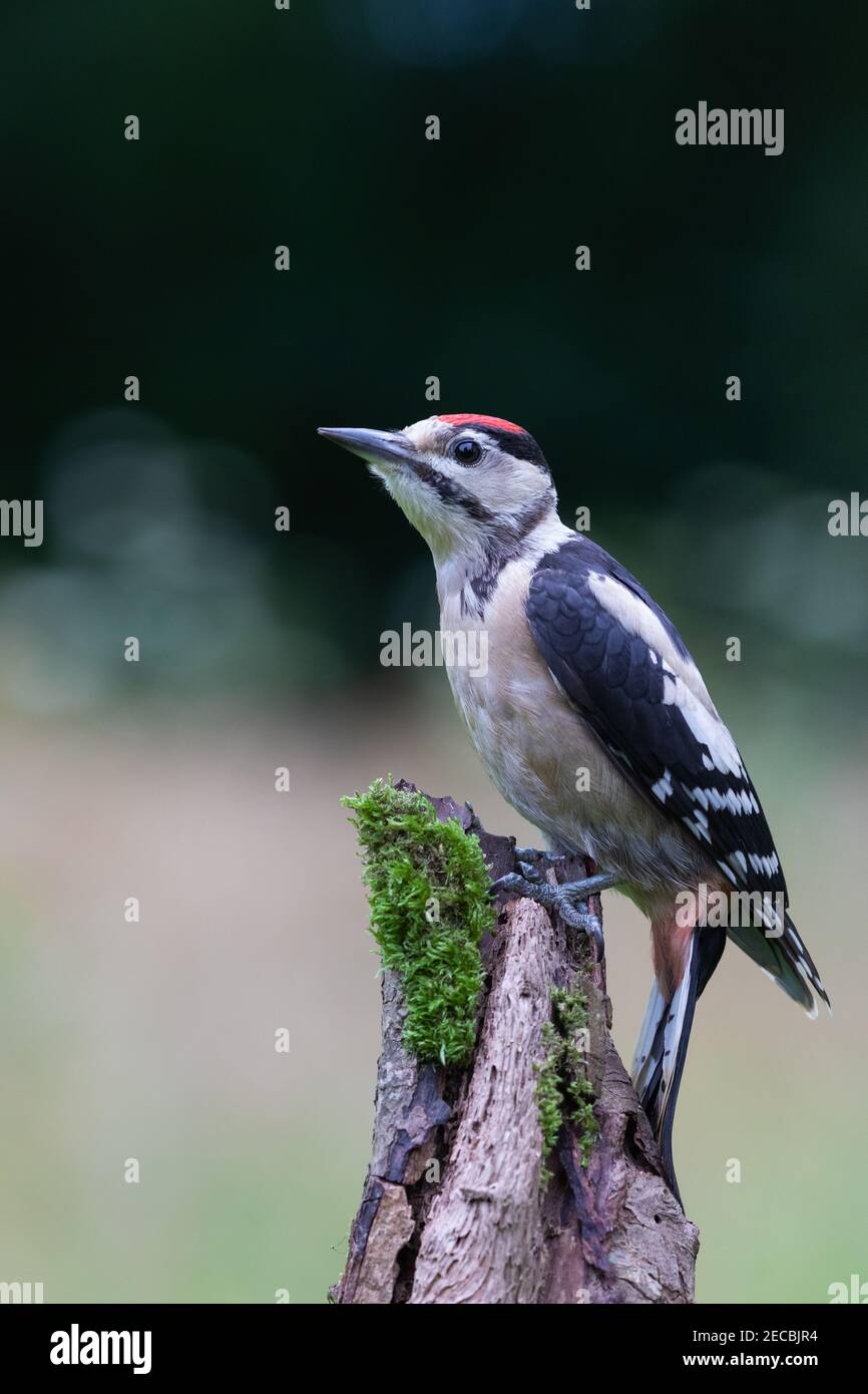 Petit pic tacheté juvénile [ Dendrocopos Major ] sur la mousse Publication avec arrière-plan flou montrant certains points forts de bokeh Banque D'Images