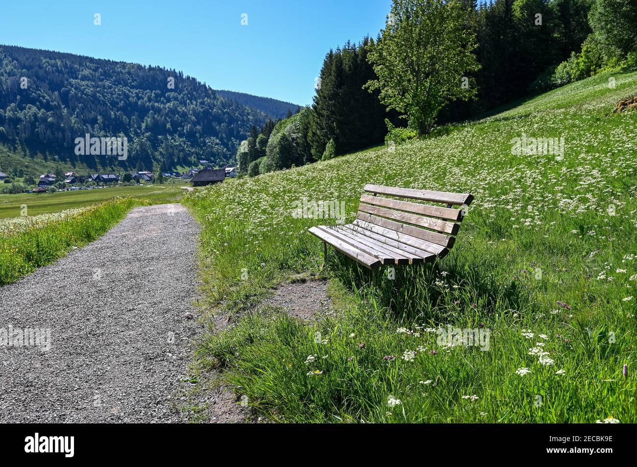 Un banc en bois à côté d'un chemin à travers une vallée Dans la Forêt-Noire, un jour ensoleillé avec du blanc fleurs Banque D'Images